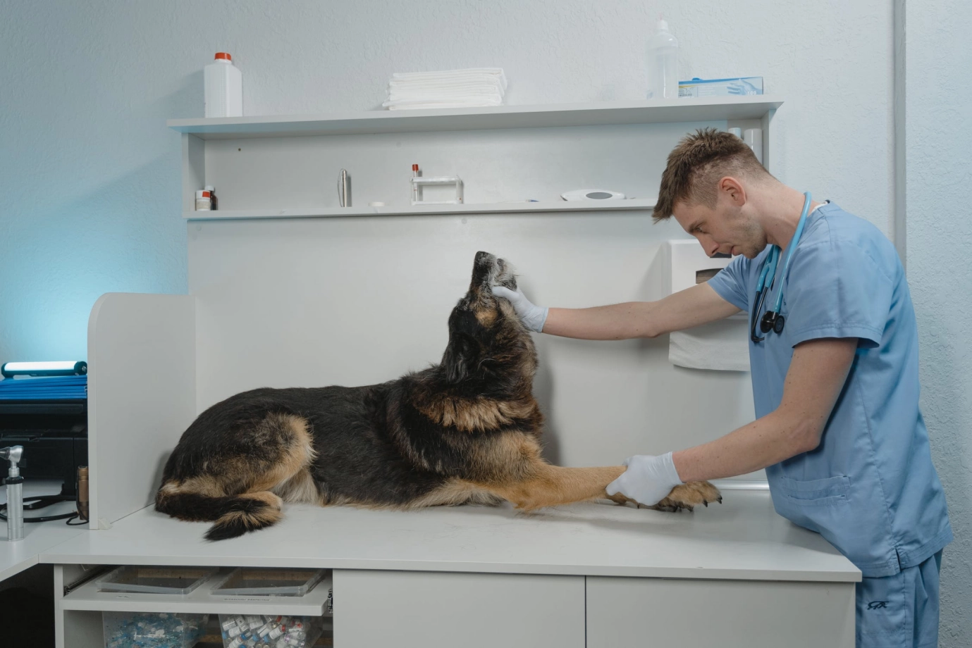 veterinary DR